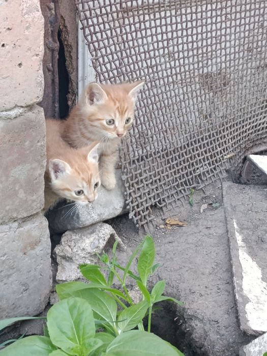 Отдам котят даром