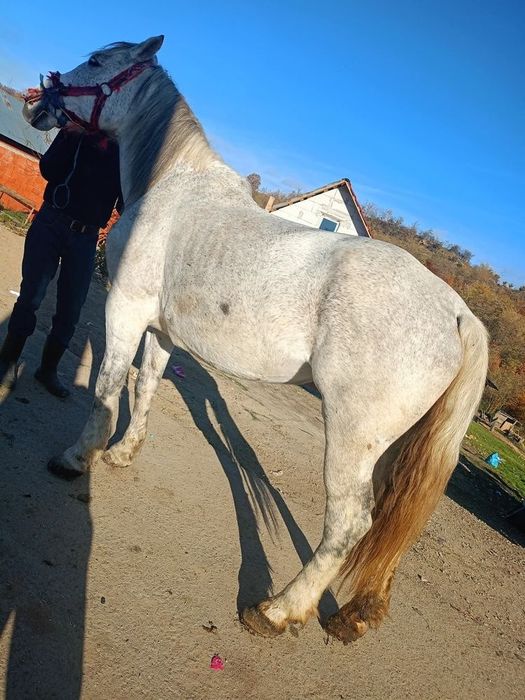 Vand iapa gestanta garantat