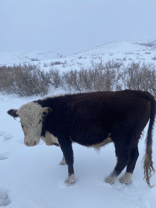 Бык ақбас племенной 1 категория
