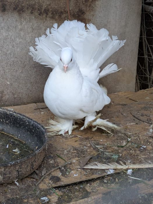 6 voltati indieni și o strasera