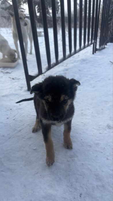 Щеночки девчули