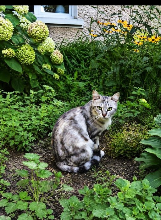 СРОЧНО! Кошка в добрые руки