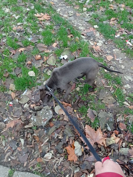 Синьонос питбул женски