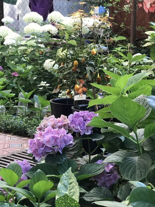 Гортензия макрофила крупнолистная