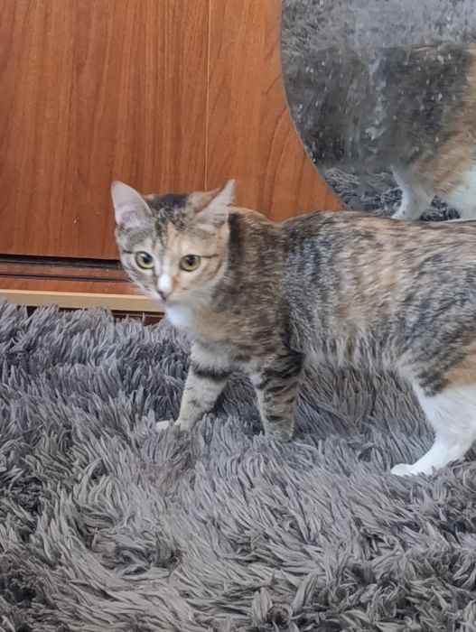 Ириска ждёт своего человека.