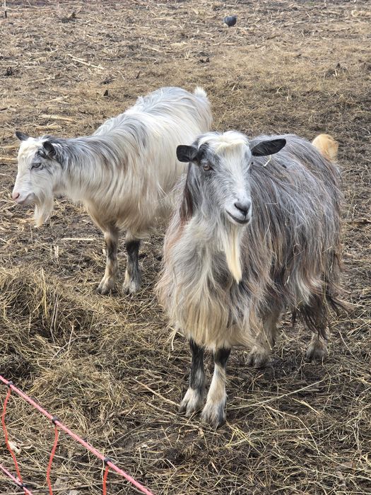 3 capre la prima fatare