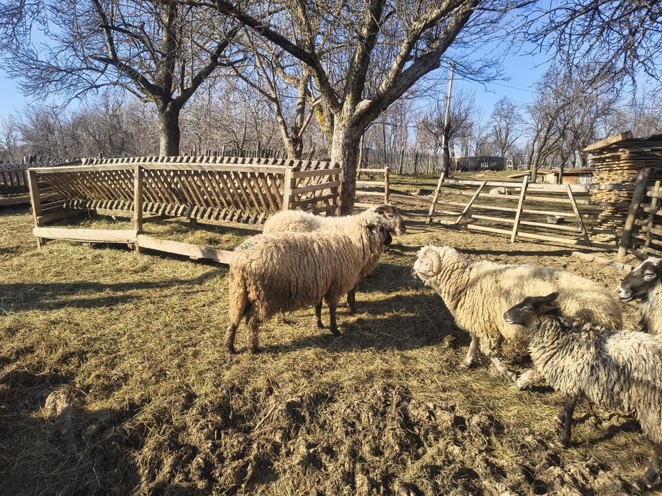 Berbecii de vânzare