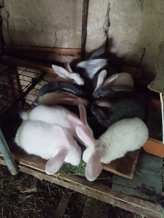 Продам крольчата