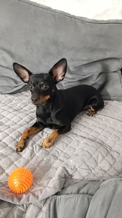 Вязка . Мальчик ищет спутницу.