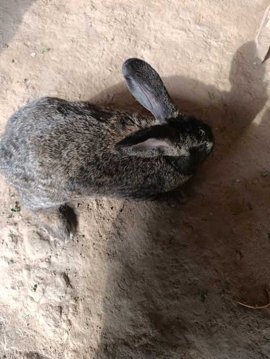 Quyon 10 oylik urĝochi 1 marta tuĝdi .