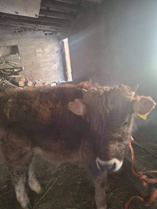 Продается бычки хорошие