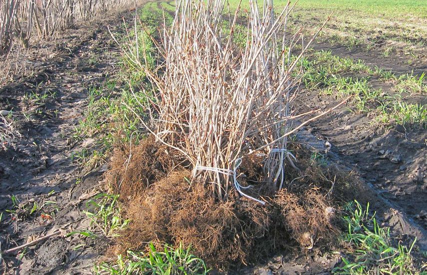 Местные саженцы Атырау