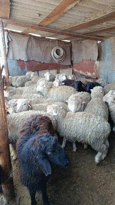 Тохты бараны на откорме