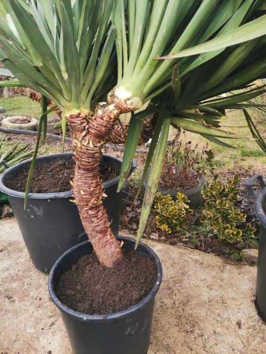 Палма юка външна студоустойчива