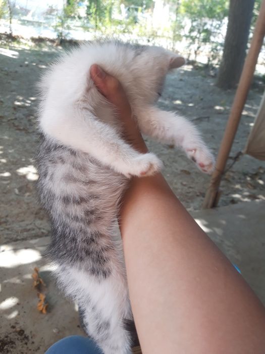 Продаётся котёнок