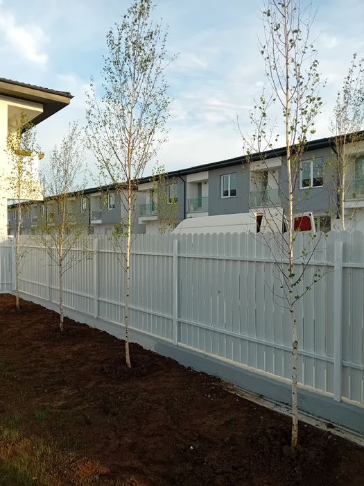 Vând mesteacăn alb ornamental