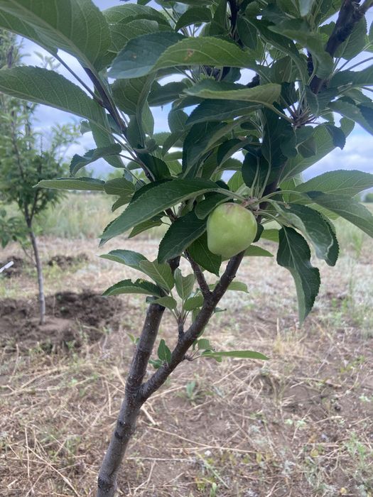 Продам дом Кызылжар-3