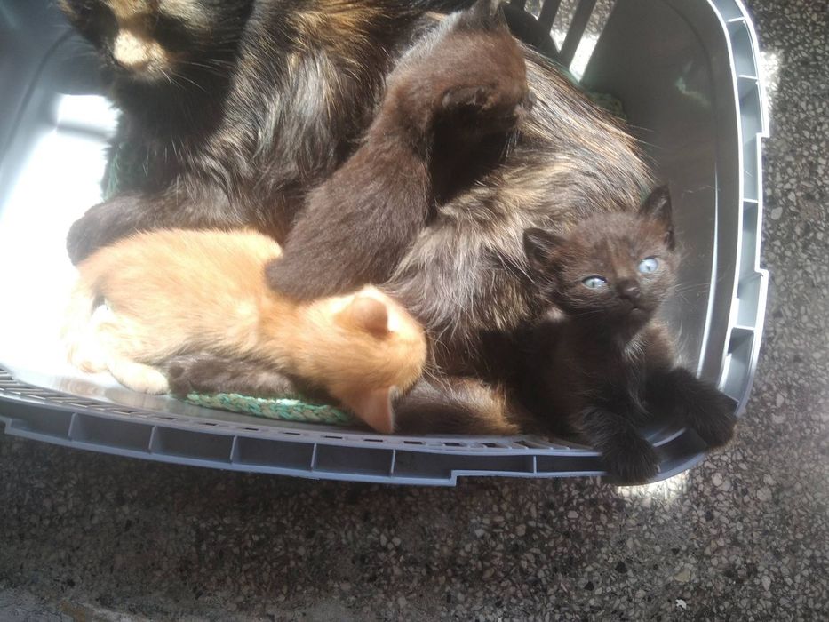 Подарявам мъжки котета