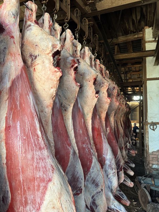 Мясо Говядины только ОПТОМ ТУШАМИ