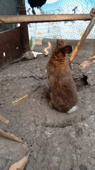 Продаются два самца