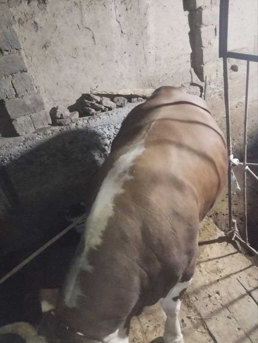 Sog‘lom va yaxshi boqilgan buqa sotiladi