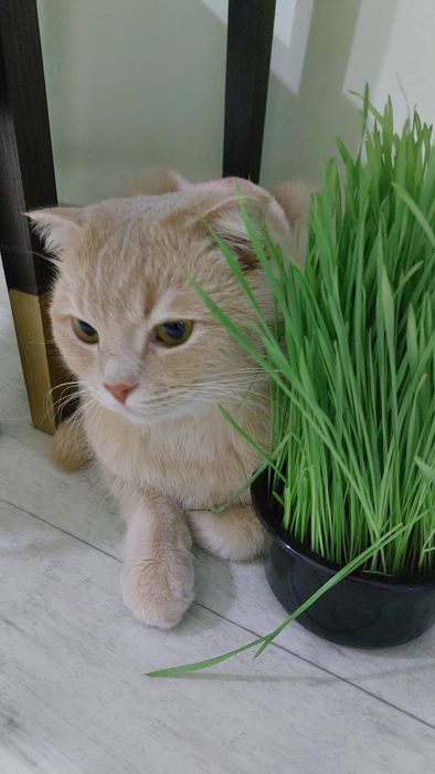 Отдам бесплатно кота
