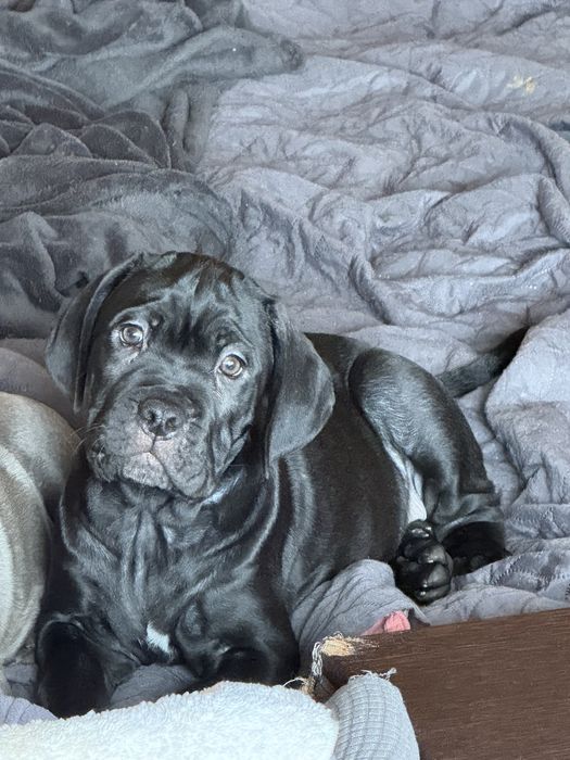 Кане Корсо / Cane Corso