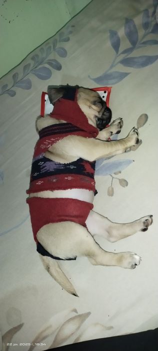 Продается собака мопс