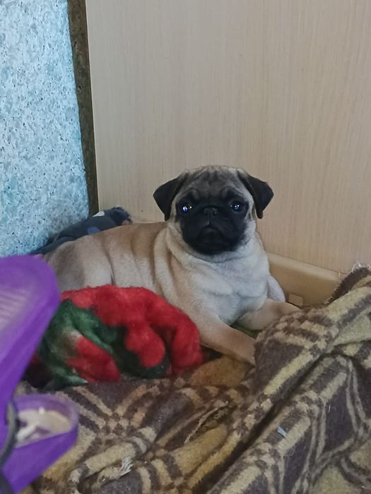 Продам щенков мопса