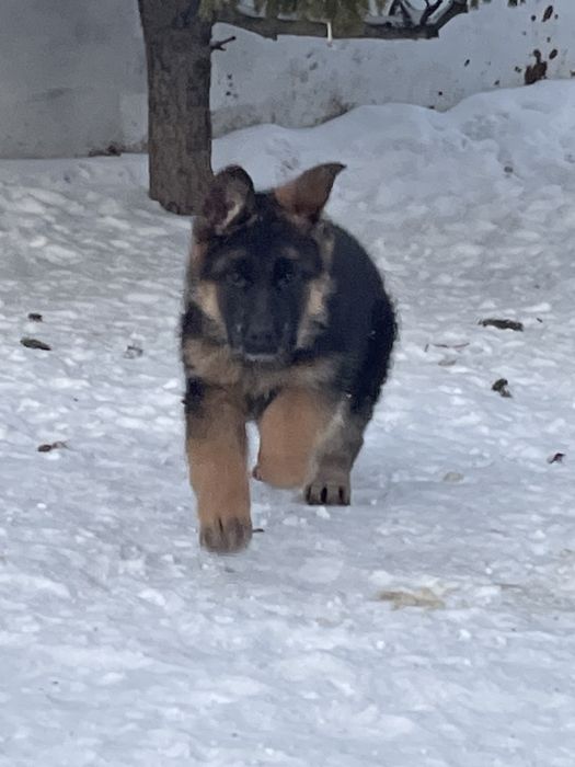 Щенки немецкой овчарки