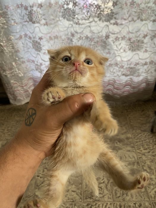 Котенок девочка Вислоухая бесплатно