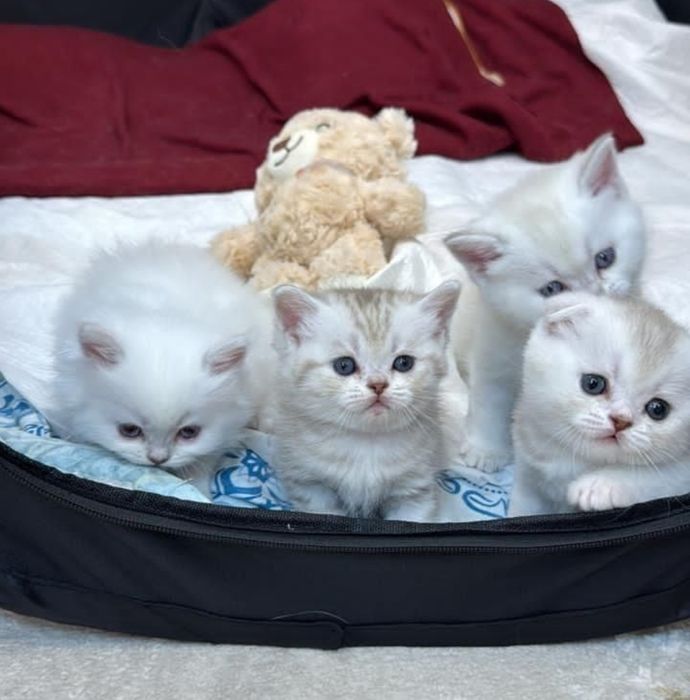 Скоттиш фолд. Кот. Вязка.
