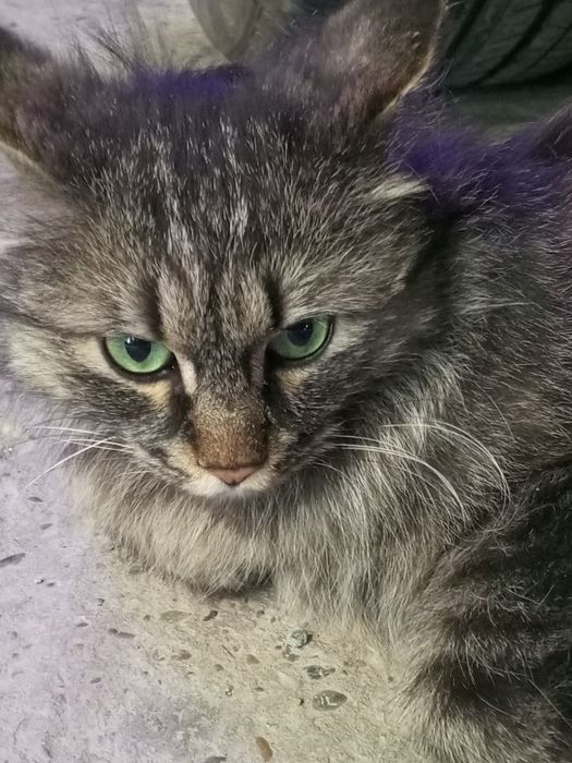 Qizning hind mushuki bor