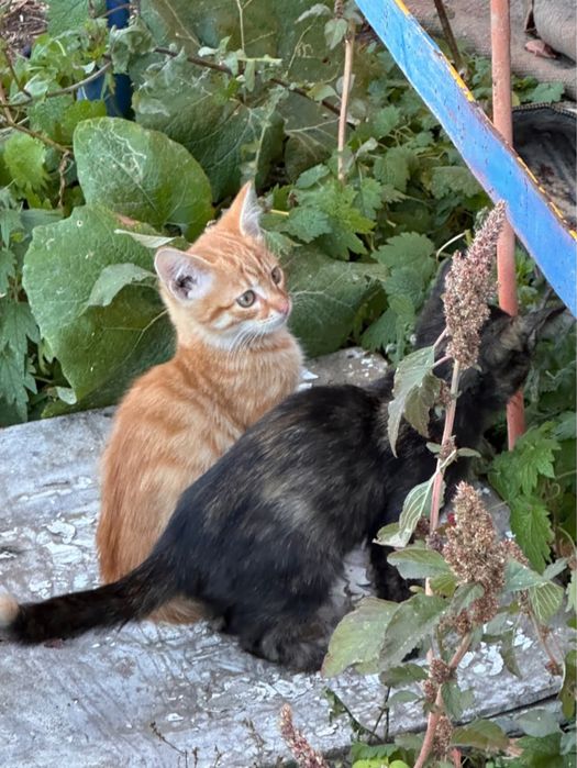 Котята в ДОБРЫЕ руки!