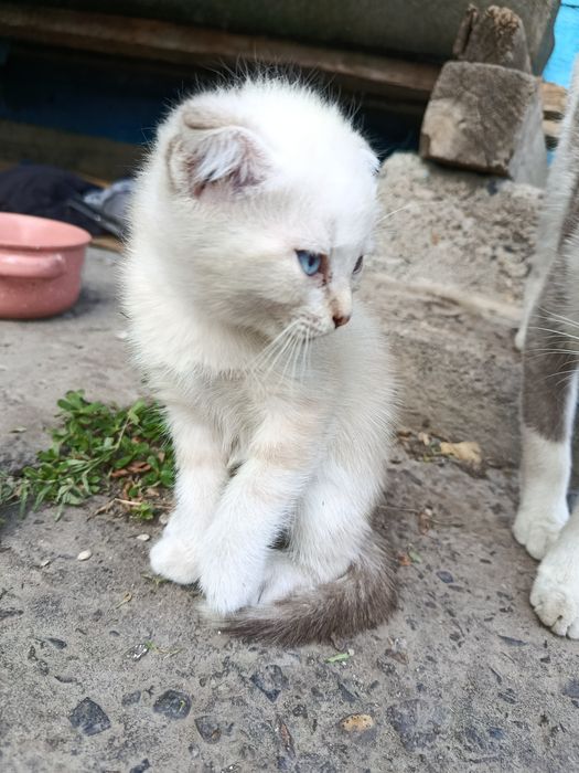 Отдам в хорошие руки