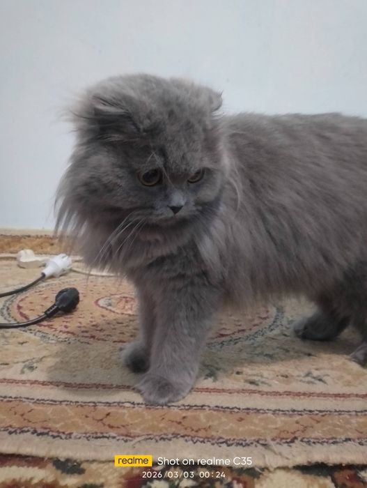 Мушук сотилади 1 ёш