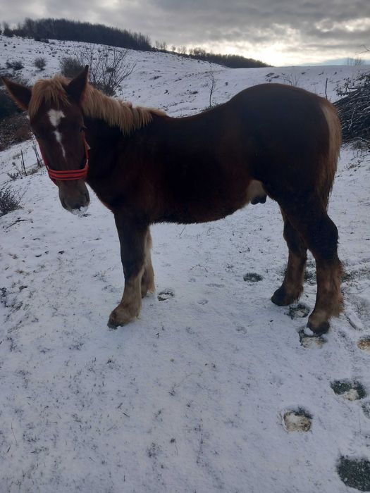 Vand mânz de 8 luni.