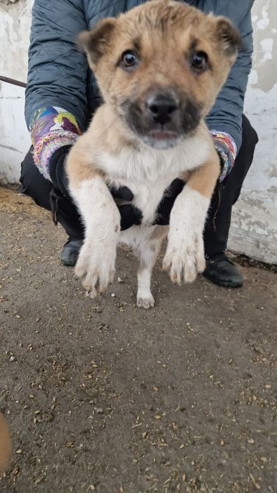 Щенки в добрые руки