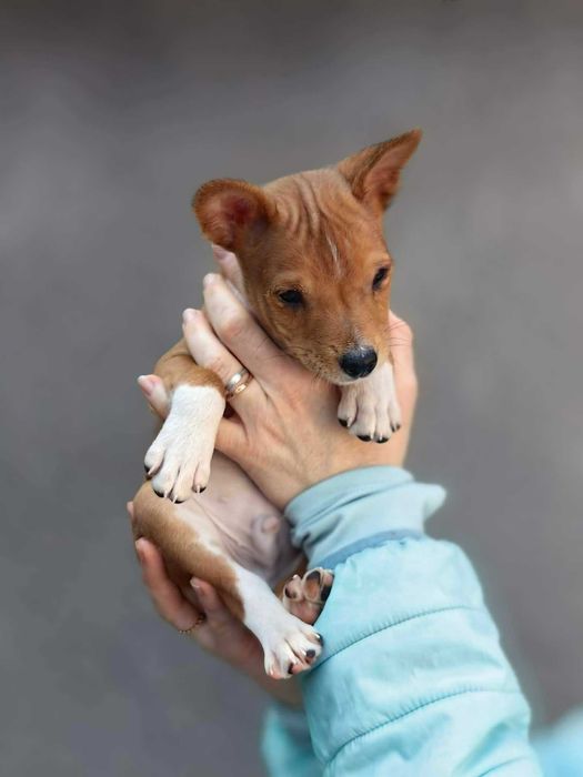 Cățeluș Basenji pentru o pernă moale. Urgent. Nu pentru reproducere!