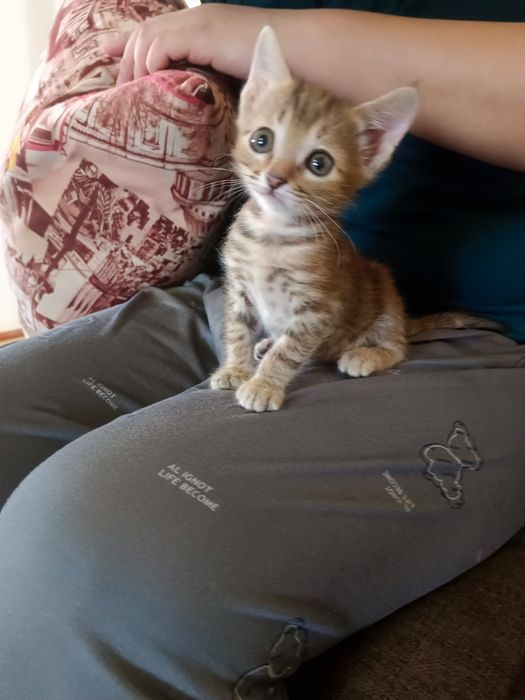 Русская голубая. Окрас Табби 2 айлық қыз