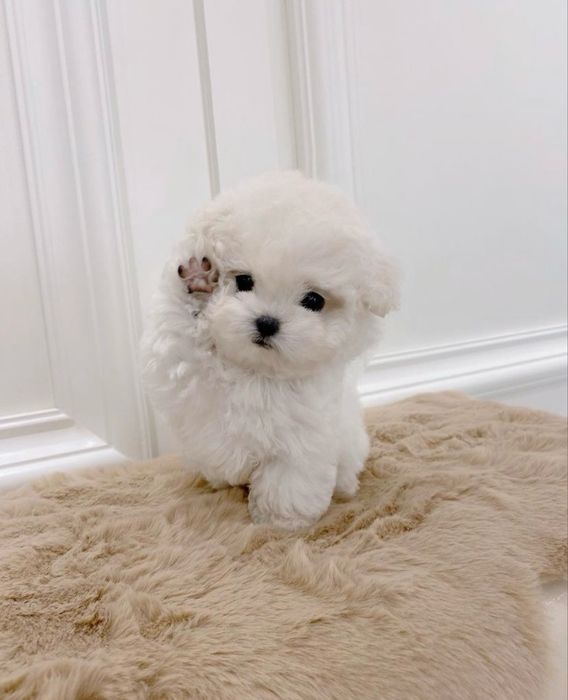 Bichon maltez mini toy