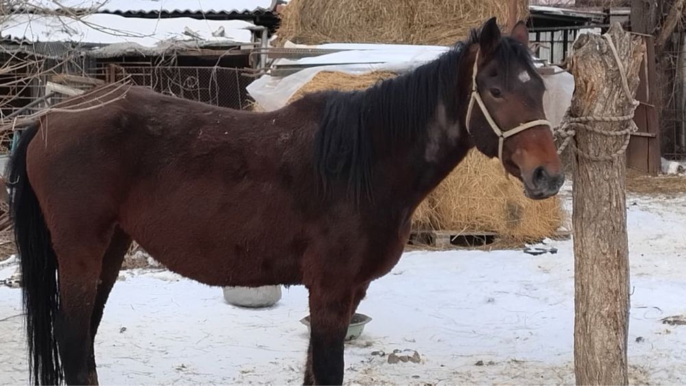 Продам кобылу справную