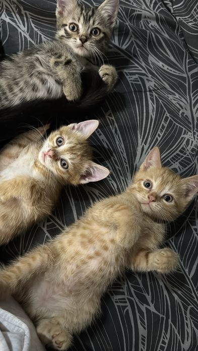 Метисы британцы