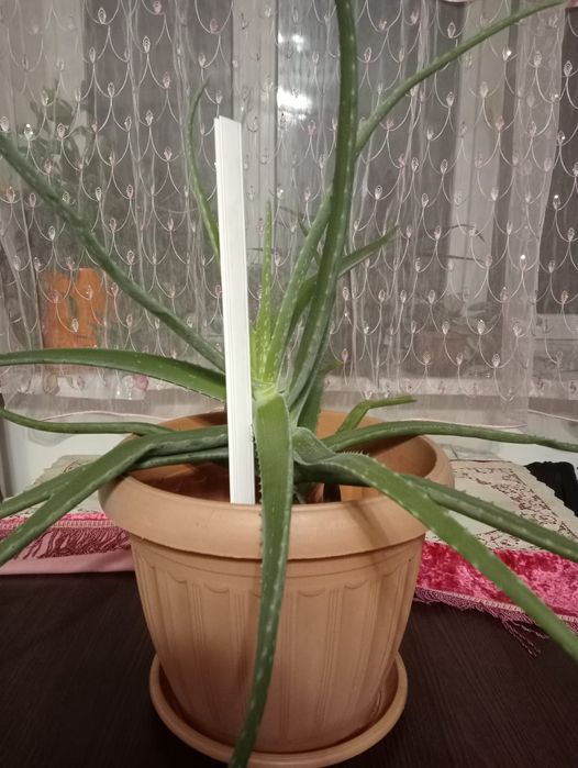 Продам алое вера
