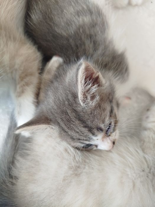 Отдам котят в хорошие руки СРОЧНО