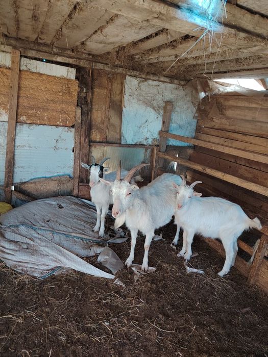 Vând 3 capre foarte bine îngrijite