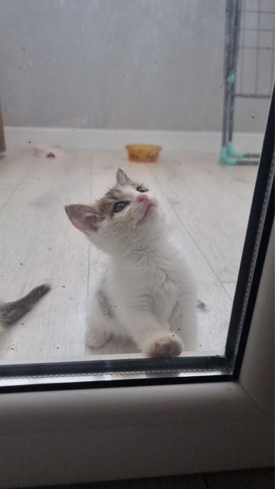 Котенок Лея ищет семью!