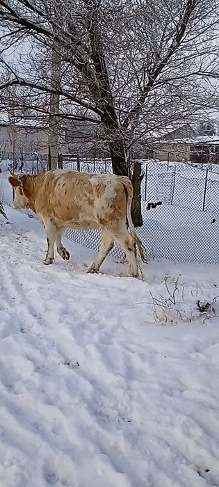 2бас буаз Сименталь сиыр сатылады 3 тайынша Сименталь сатылады