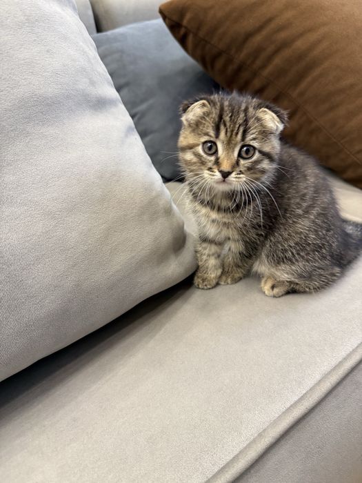 Котенок (Шотландская вислоухая)