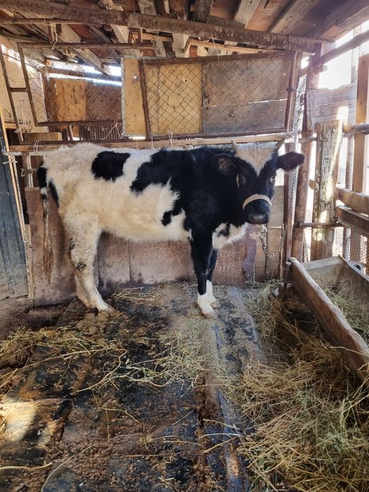 Қашар сатылады шұғыл түрде!!!